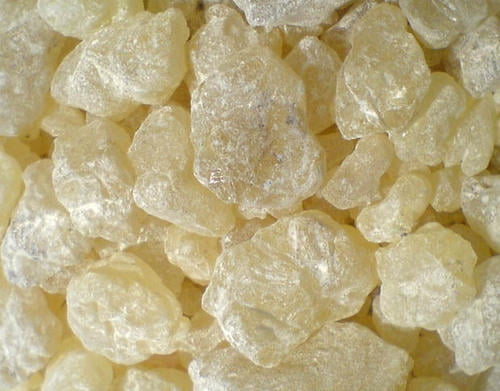 VENKUNGULIYAM / WHITE DAMMAR