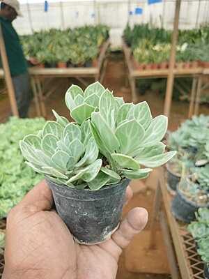Vertical Leaf Senecio