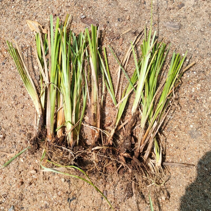 Vettiver Slips 10 numbers