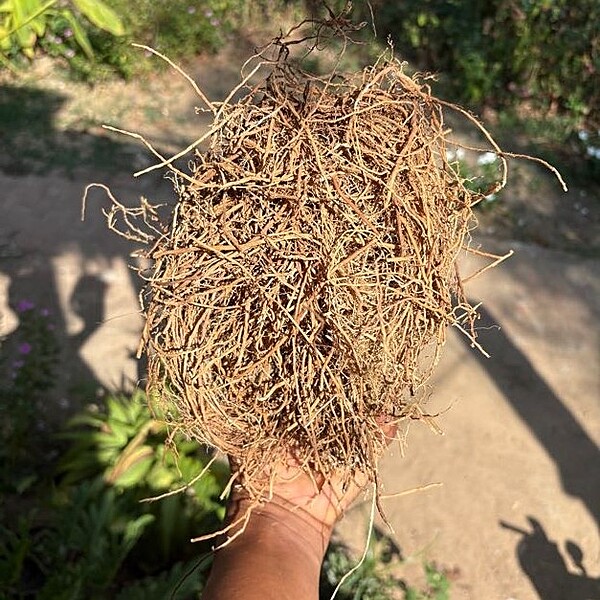 Vettiver Roots