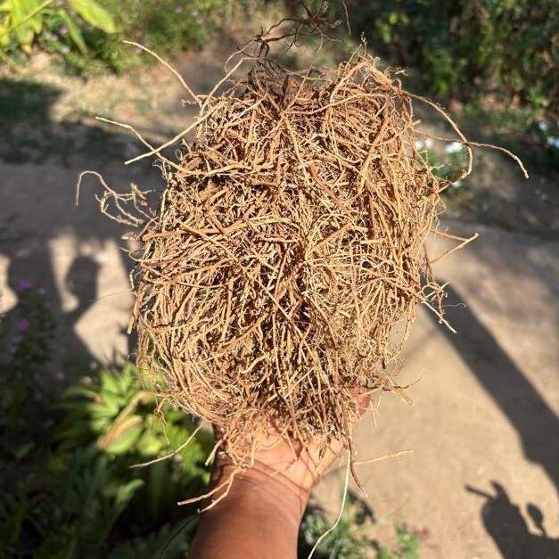 Vettiver Roots