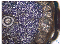 Leica VT1200 S Fully automated vibrating blade microtome