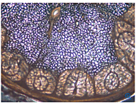 Leica VT1200 S Fully automated vibrating blade microtome