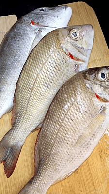 Vilameen(Emperor-fish) Vilameen(Emperor-fish)