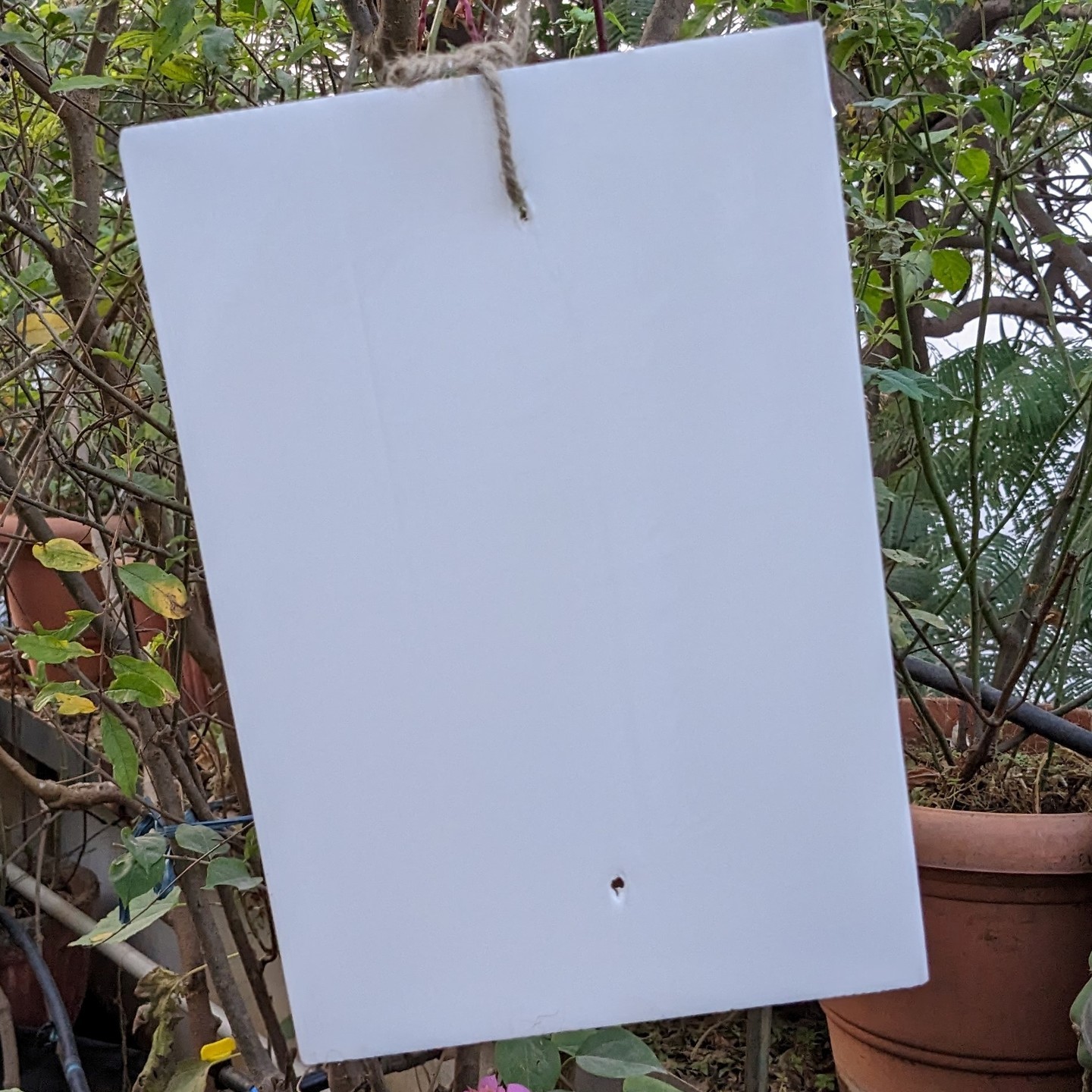 10 Nos pack of White Sticky Trap for Insects A4 size (210*297)