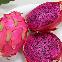 Siam Red Dragon Fruit Plant 3 Months old