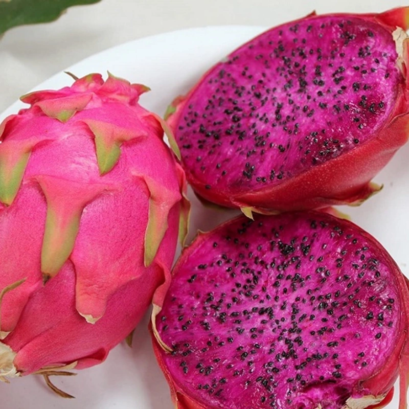 Siam Red Dragon Fruit Plant 3 Months old