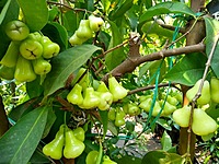 crisp green water apples