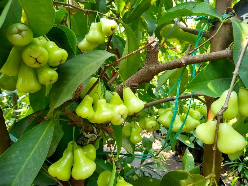 crisp green water apples