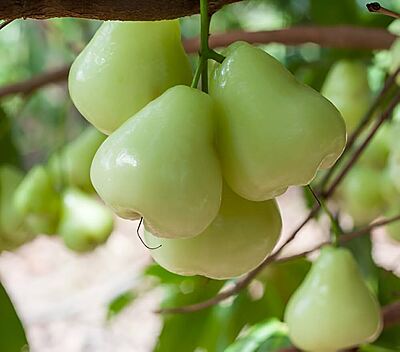 crisp green water apples