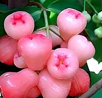 Naturally sweet red water apples