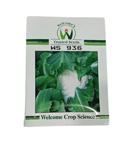 Welcome Califlower WS 936 - 10gm