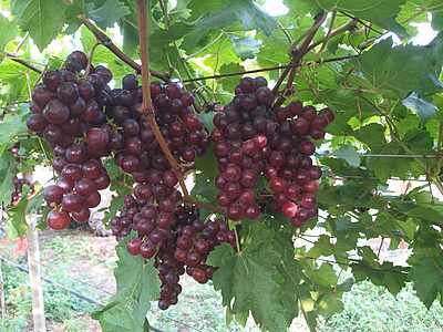 Flame Seedless grapes(2 Kg box)