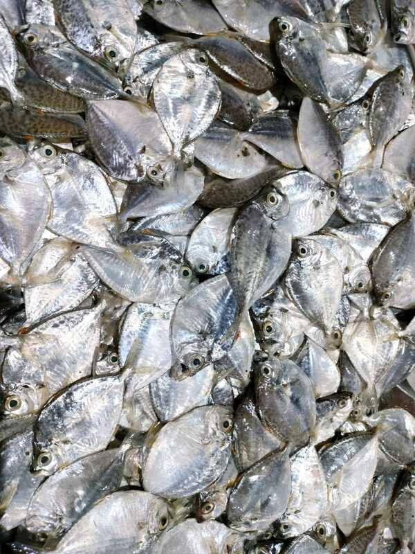 Mullan /Pony Fish Medium-500gm