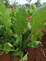 SPINACH -100Gms (Palakura)