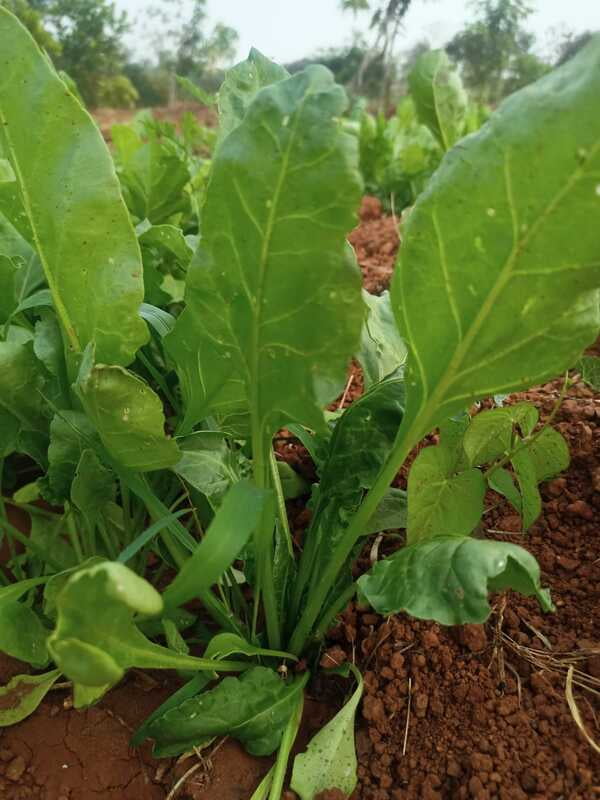 SPINACH -100Gms (Palakura)