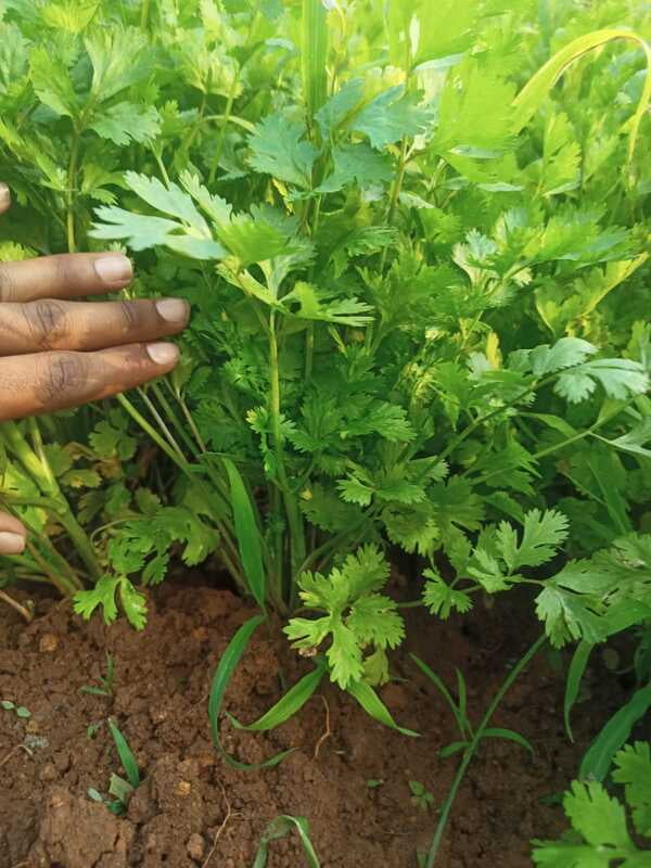 CORIANDER (Kothimera) -100Gms