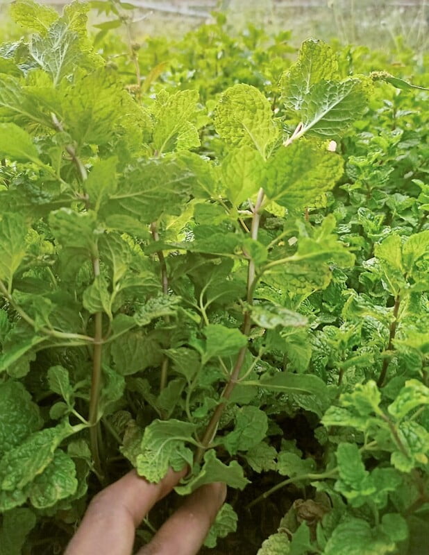 MINT (Pudina) -100Gms