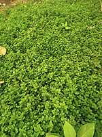 MINT (Pudina) -100Gms
