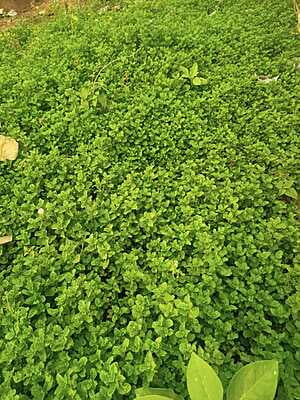 MINT (Pudina) -100Gms