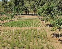 Agroforestry Carbon Sequestration Program