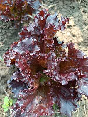 SALAD LEAVES (LETTUCE)