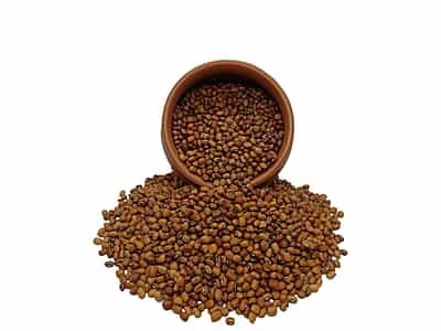 Organic Cowpea Black Eye Organic Cowpea Black Eye