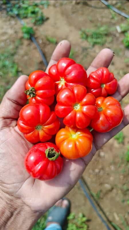 DESI TOMATO(TOGO) 65 per 500g