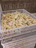 Automatic Commercial Egg Hatcher 6120 Eggs Cap. (Model IH-6)