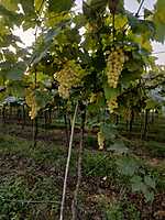 Green Grapes(Thomson variety) 360 for 2kg Box