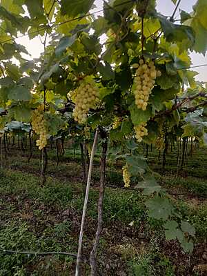 Green Grapes(Thomson variety) 360 for 2kg Box