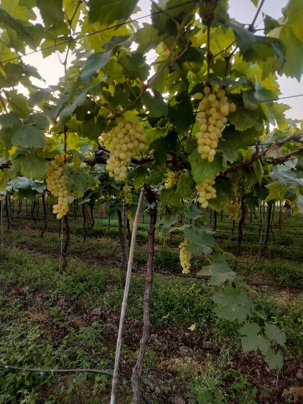 Green Grapes(Thomson variety) 360 for 2kg Box