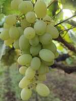 Green Grapes(Thomson variety) 360 for 2kg Box