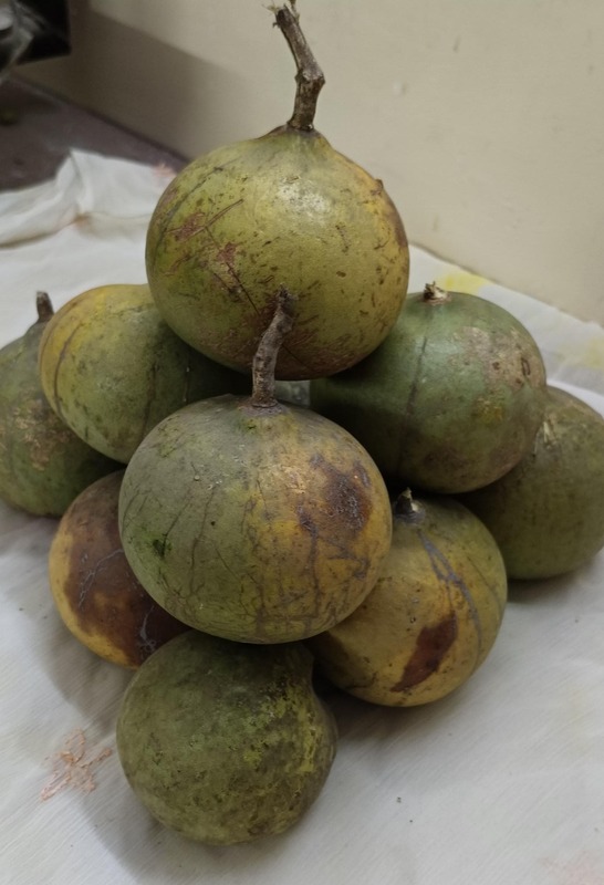 BEHL (STONE APPLE)