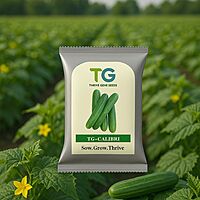 Hybrid Cucumber TG-Calibri