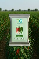 Hybrid Chilli TG-Lisa