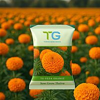 Hybrid Marigold TG-Veda Orange