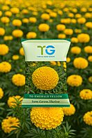 Hybrid Marigold TG-Emerald Yellow