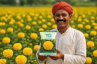 Hybrid Marigold TG-Emerald Yellow
