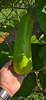 Big Bottle gourd-(1.3 Kg-2 kgs)