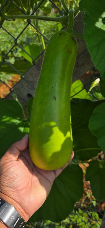Big Bottle gourd-(1.3 Kg-2 kgs)