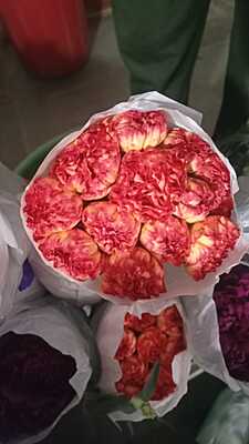 Carnations