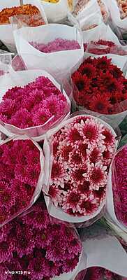 Carnations