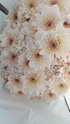 Carnations