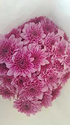 Carnations