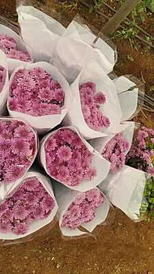 Carnations
