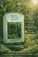 Hybrid Bitter Gourd TG-Trinity