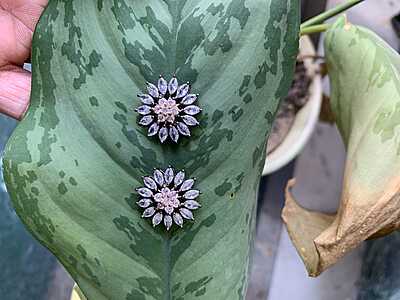 Radiant Sunburst Marquise Stud Earrings