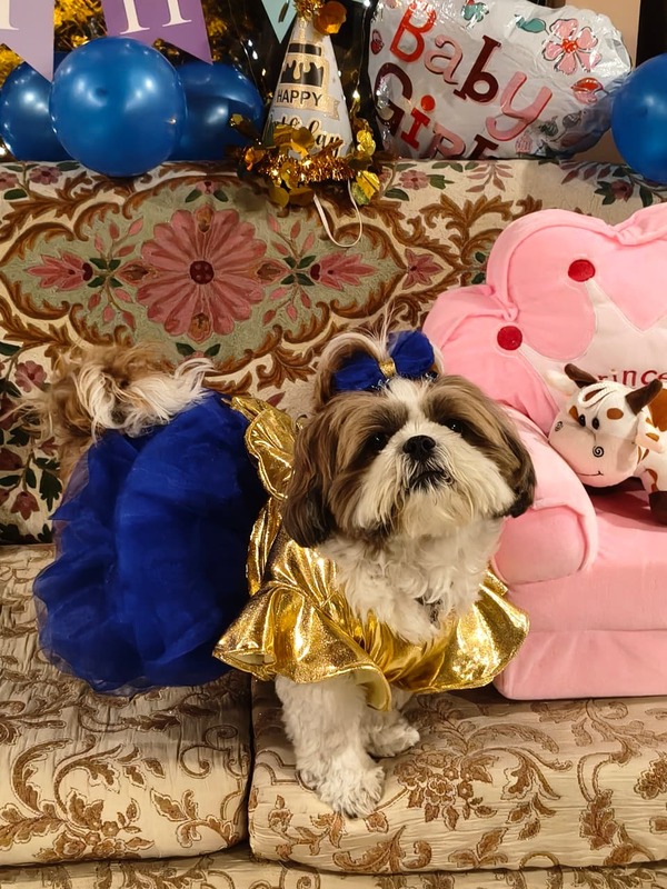 Golden Royal Blue Princess Dress