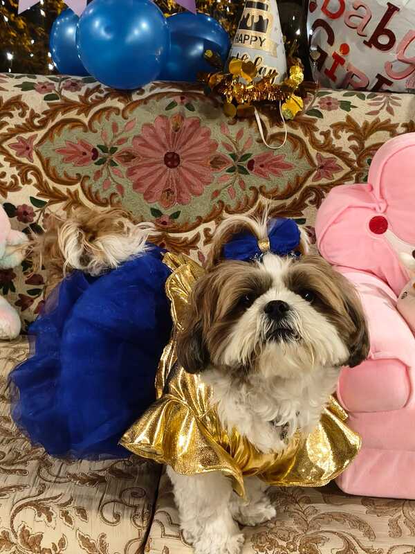 Golden Royal Blue Princess Dress